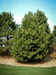 Сосна Чёрная (Pinus Nigra) купить по цене от 270.00р. в интернет-магазине «Посадика» с доставкой почтой в в Беловое и по всей России – [изображение №1].