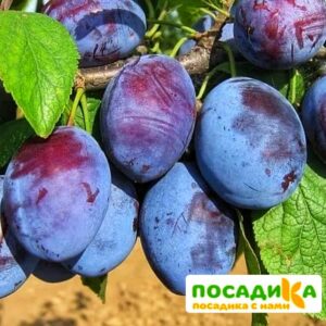 Слива Чачакская ранняя купить по цене от 229.00р. в интернет-магазине «Посадика» с доставкой почтой в в Беловое и по всей России – [изображение №1].