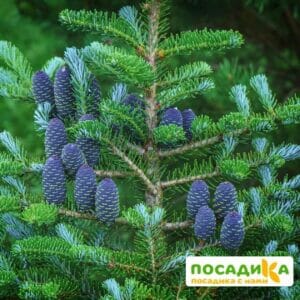 Пихта корейская (Abies koreana) купить по цене от 450.00р. в интернет-магазине «Посадика» с доставкой почтой в в Беловое и по всей России – [изображение №1].