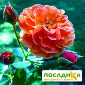 Роза Арабия купить по цене от 350.00р. в интернет-магазине «Посадика» с доставкой почтой в в Беловое и по всей России – [изображение №1].