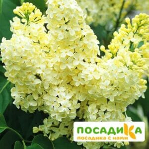 Сирень Примроуз (Primrose) купить по цене от 529.00р. в интернет-магазине «Посадика» с доставкой почтой в в Беловое и по всей России – [изображение №1].