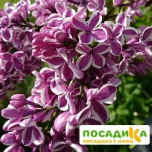 Сирень Сенсация купить по цене от 529.00р. в интернет-магазине «Посадика» с доставкой почтой в в Беловое и по всей России – [изображение №1].