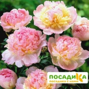 Пион Распберри Сандей (Paeonia Raspberry Sundae) купить по цене от 959р. в интернет-магазине «Посадика» с доставкой почтой в в Беловое и по всей России – [изображение №1].