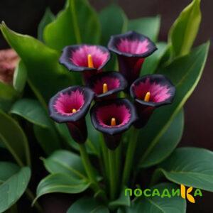 Калла Аура Лейс купить по цене от 400р. в интернет-магазине «Посадика» с доставкой почтой в в Беловое и по всей России – [изображение №1].