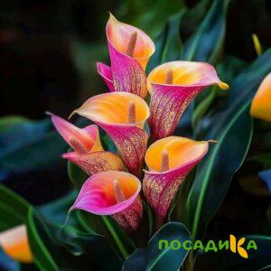 Калла Оникс купить по цене от 450р. в интернет-магазине «Посадика» с доставкой почтой в в Беловое и по всей России – [изображение №1].