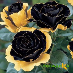 Роза Ханни Сикл купить по цене от 700р. в интернет-магазине «Посадика» с доставкой почтой в в Беловое и по всей России – [изображение №1].