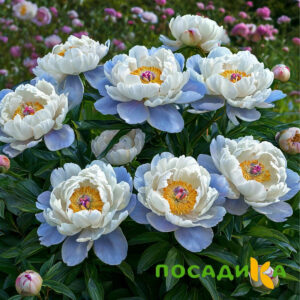 Пион акварельный Этюд купить по цене от 806р. в интернет-магазине «Посадика» с доставкой почтой в в Беловое и по всей России – [изображение №1].