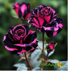 Роза Багровый Шепот купить по цене от 366р. в интернет-магазине «Посадика» с доставкой почтой в в Беловое и по всей России – [изображение №1].