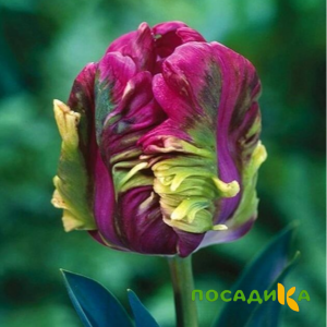 Тюльпан Экзотик Хэвен купить по цене от 186р. в интернет-магазине «Посадика» с доставкой почтой в в Беловое и по всей России – [изображение №1].