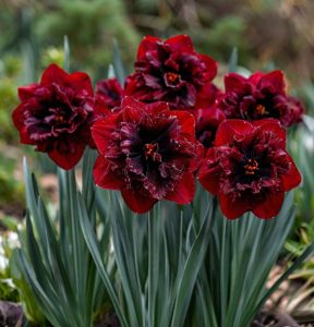 Нарцисс Сапфировый Бриз купить по цене от 3000р. в интернет-магазине «Посадика» с доставкой почтой в в Беловое и по всей России – [изображение №1].