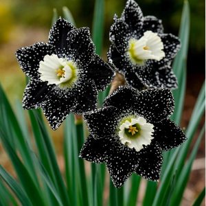 Нарцисс Кассата купить по цене от 372р. в интернет-магазине «Посадика» с доставкой почтой в в Беловое и по всей России – [изображение №1].