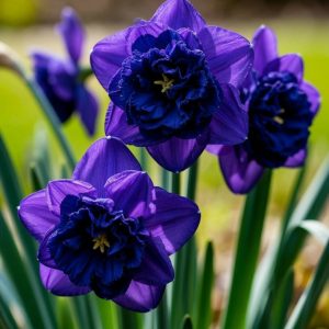 Нарцисс Арт Нуво купить по цене от 378р. в интернет-магазине «Посадика» с доставкой почтой в в Беловое и по всей России – [изображение №1].