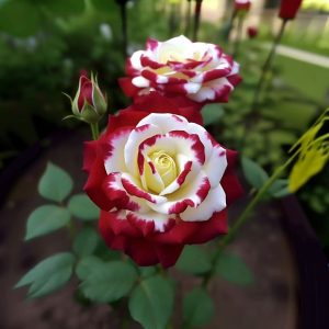 Роза Роял Глом купить по цене от 401р. в интернет-магазине «Посадика» с доставкой почтой в в Беловое и по всей России – [изображение №1].